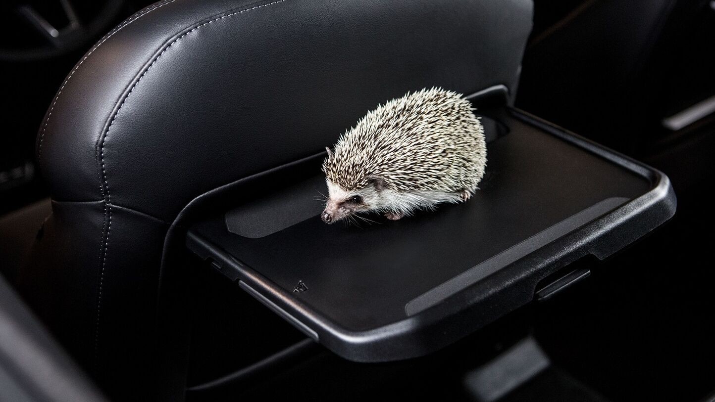 Um ouriço cacheiro na mesa retrátil de um Škoda.