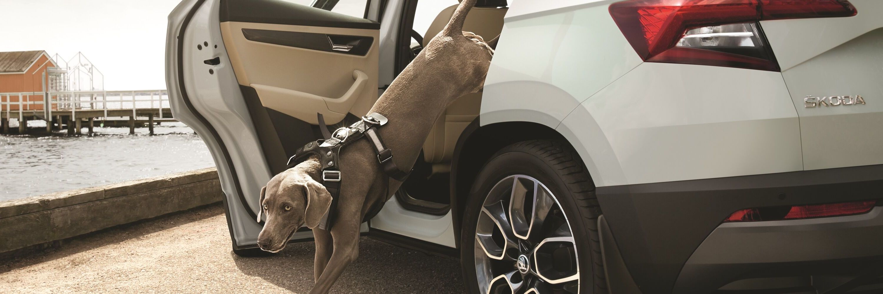 Ein Hund springt aus einem Škoda Karoq