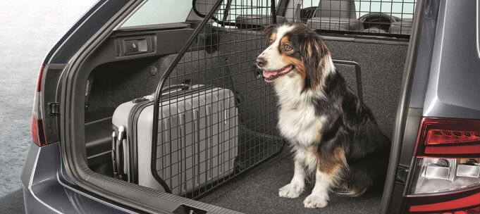 Hund in SKODA Kofferraum, getrennt mit einem Trenngitter