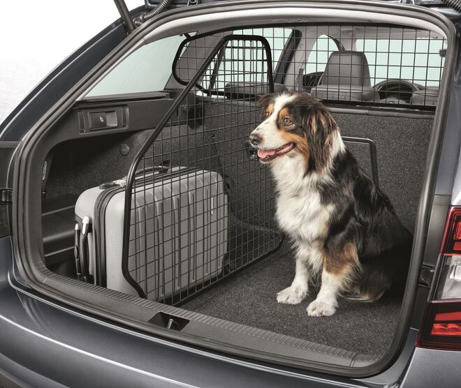 Hund sitzt im Kofferraum eines SKODA Autos, daneben ein Trenngitter